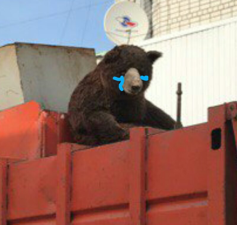 When your Russian bought a new bear - My, The Bears, Russian, Garbage truck, Animals, Toys