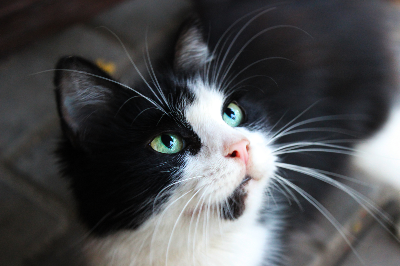 Charming street beggar - My, cat, The photo, Cheese, 