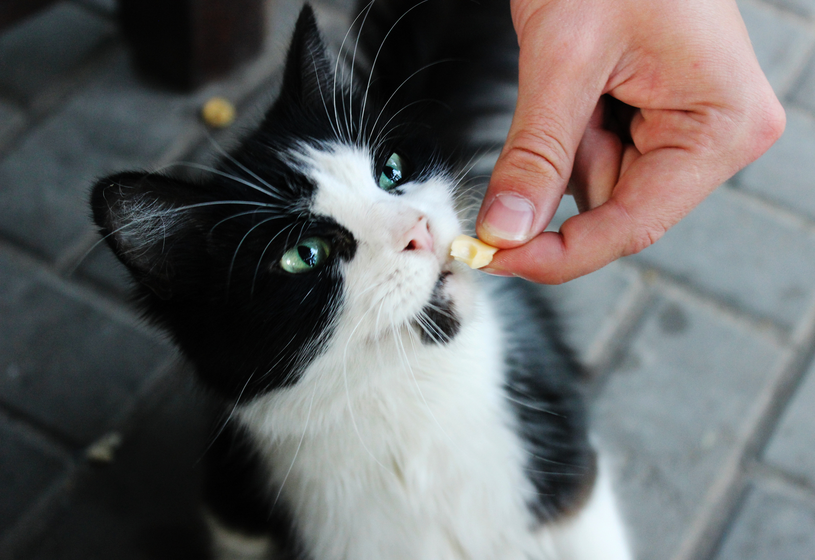 Charming street beggar - My, cat, The photo, Cheese, 