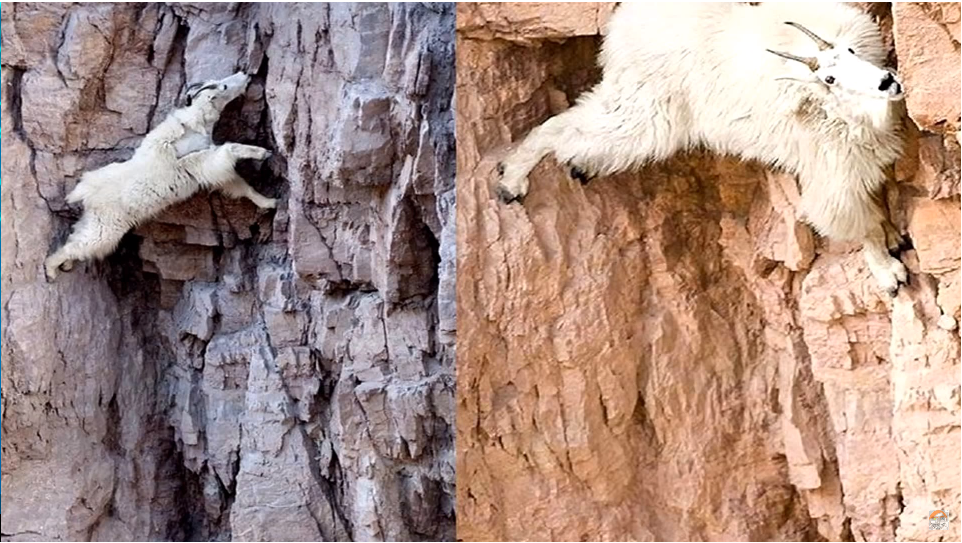 Mountain goats. Nothing special - Rams, Wildness