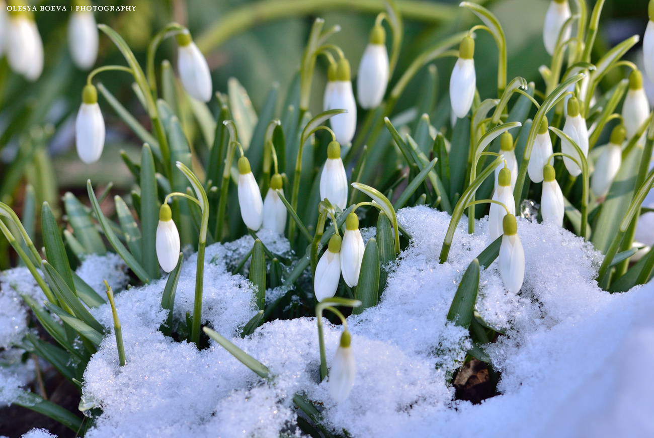 Snowdrops - The photo, Spring, Snowdrops, Snowdrops flowers