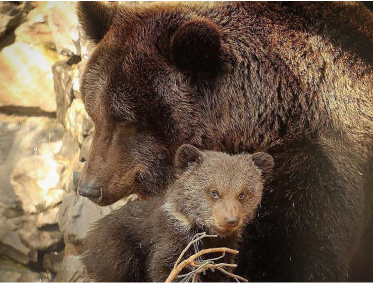 Two newborn brown bear cubs were shown to visitors at the Novosibirsk Zoo for the first time - The Bears, The photo, Zoo