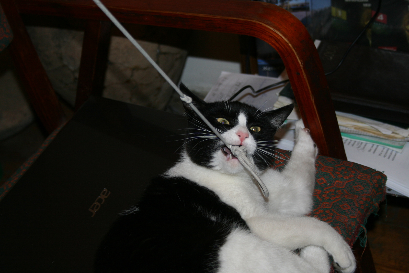 cat and sports - My, cat, Training apparatus, Rope, , Longpost