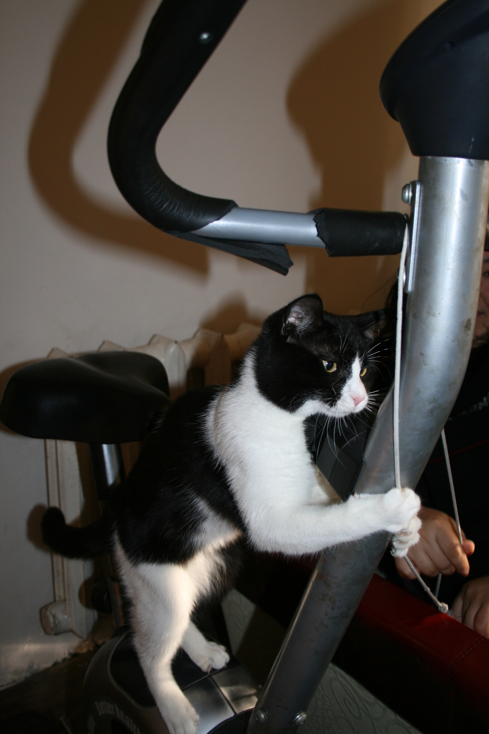 cat and sports - My, cat, Training apparatus, Rope, , Longpost