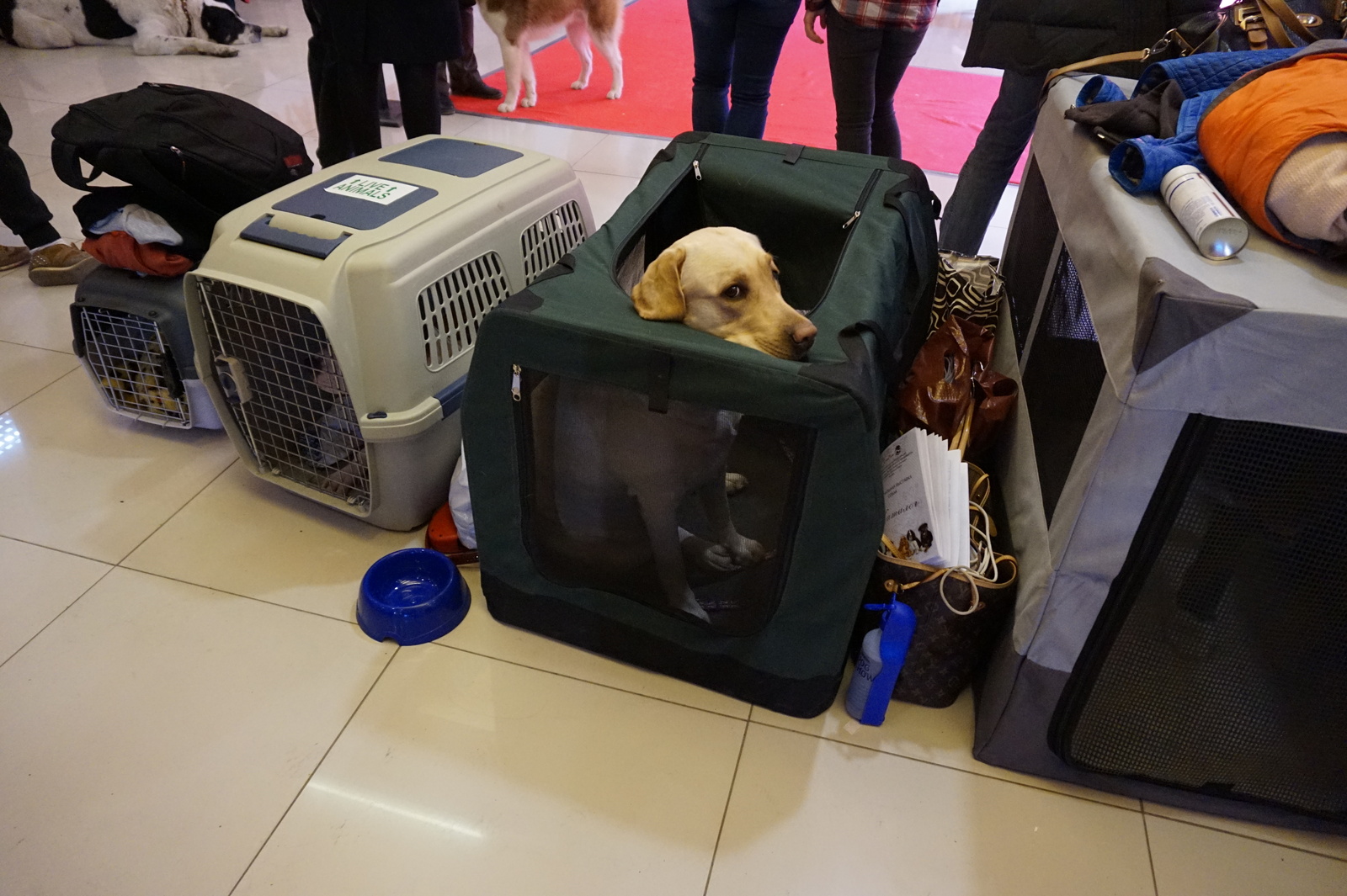 When you are a good boy and waiting for the owner. - My, Dog, Sight, The photo