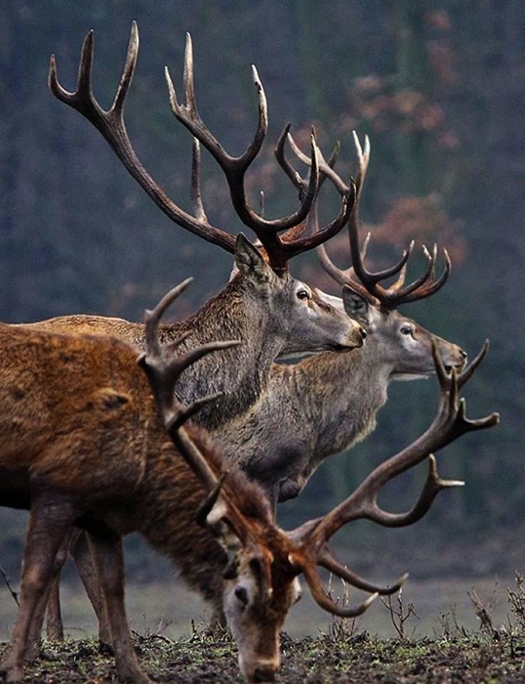 Deer post. - The photo, Deer, Artiodactyls, Animals, Nature, Forest, Longpost, Deer