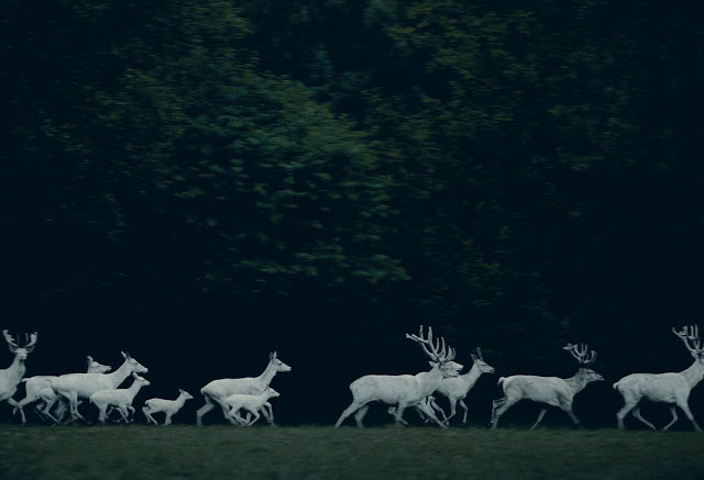 Deer post. - The photo, Deer, Artiodactyls, Animals, Nature, Forest, Longpost, Deer