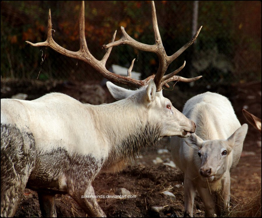 Deer post. - The photo, Deer, Artiodactyls, Animals, Nature, Forest, Longpost, Deer