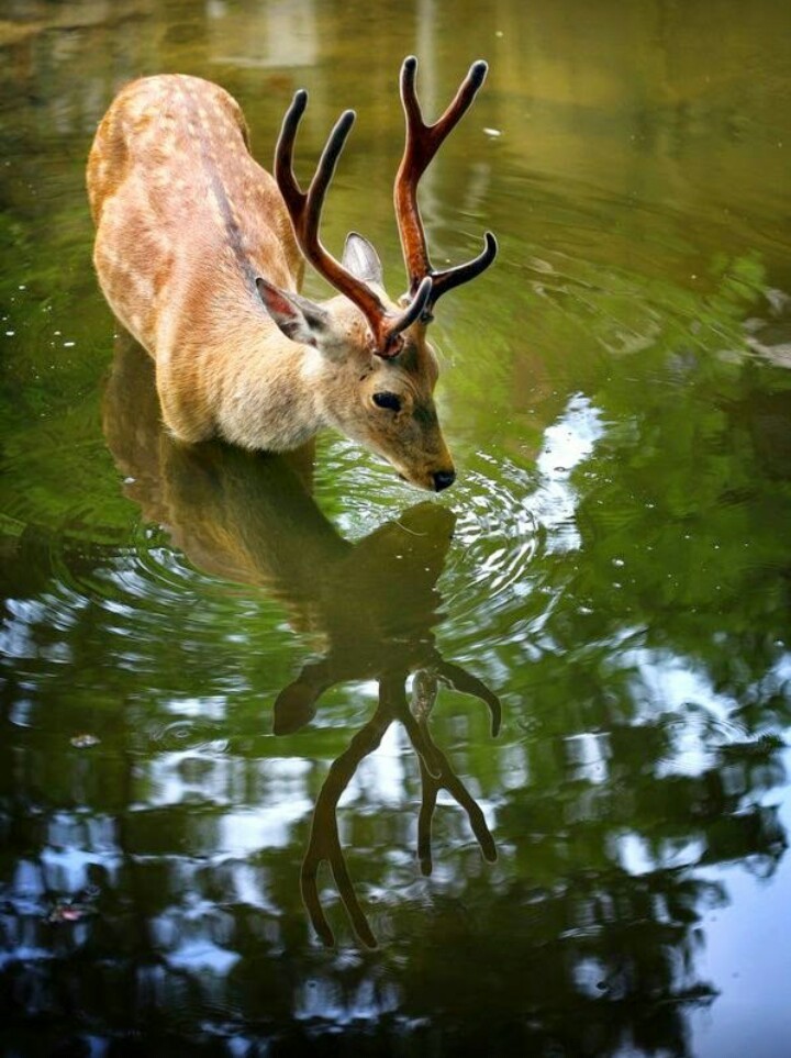 Deer post. - The photo, Deer, Artiodactyls, Animals, Nature, Forest, Longpost, Deer