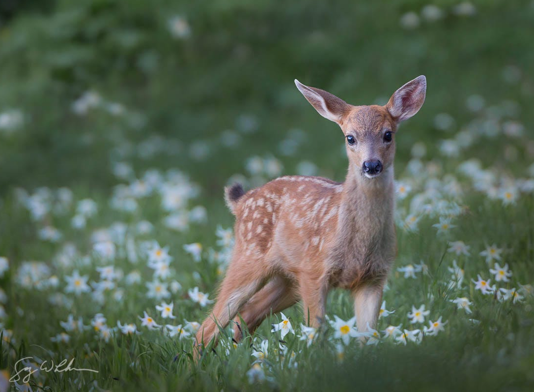 Deer post. - The photo, Deer, Artiodactyls, Animals, Nature, Forest, Longpost, Deer