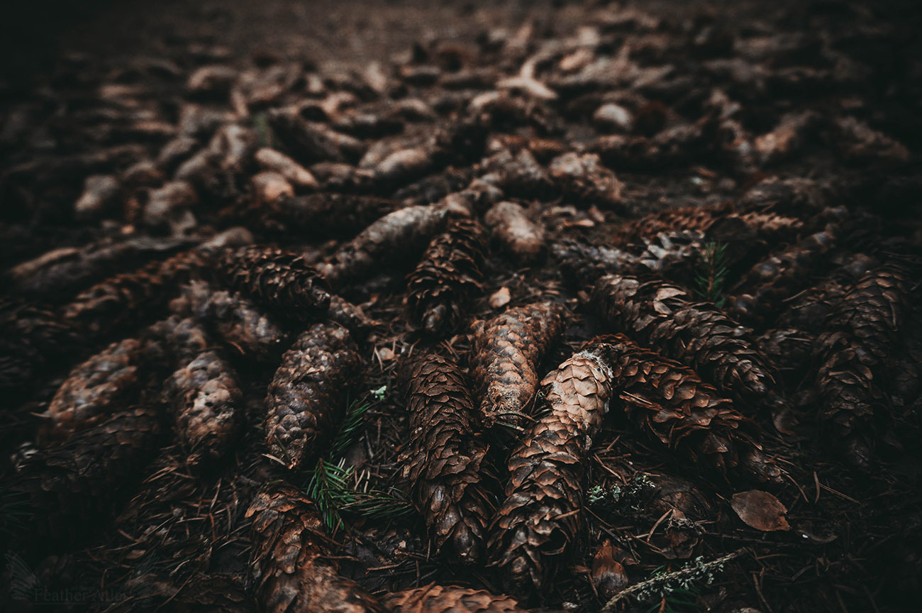 Dark april - My, The photo, Landscape, Forest, Spring, April, Dark, Longpost