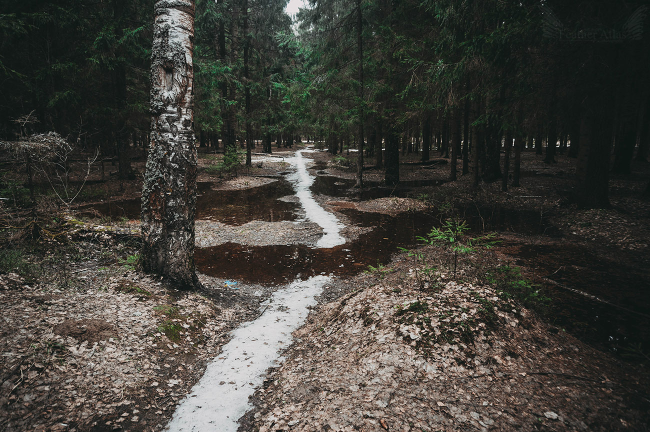 Dark april - My, The photo, Landscape, Forest, Spring, April, Dark, Longpost