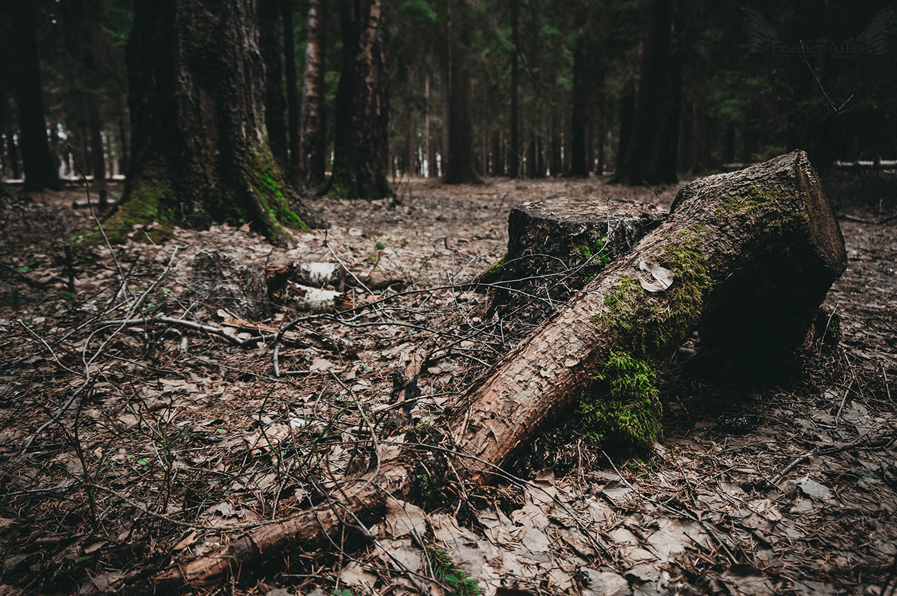 Dark april - My, The photo, Landscape, Forest, Spring, April, Dark, Longpost