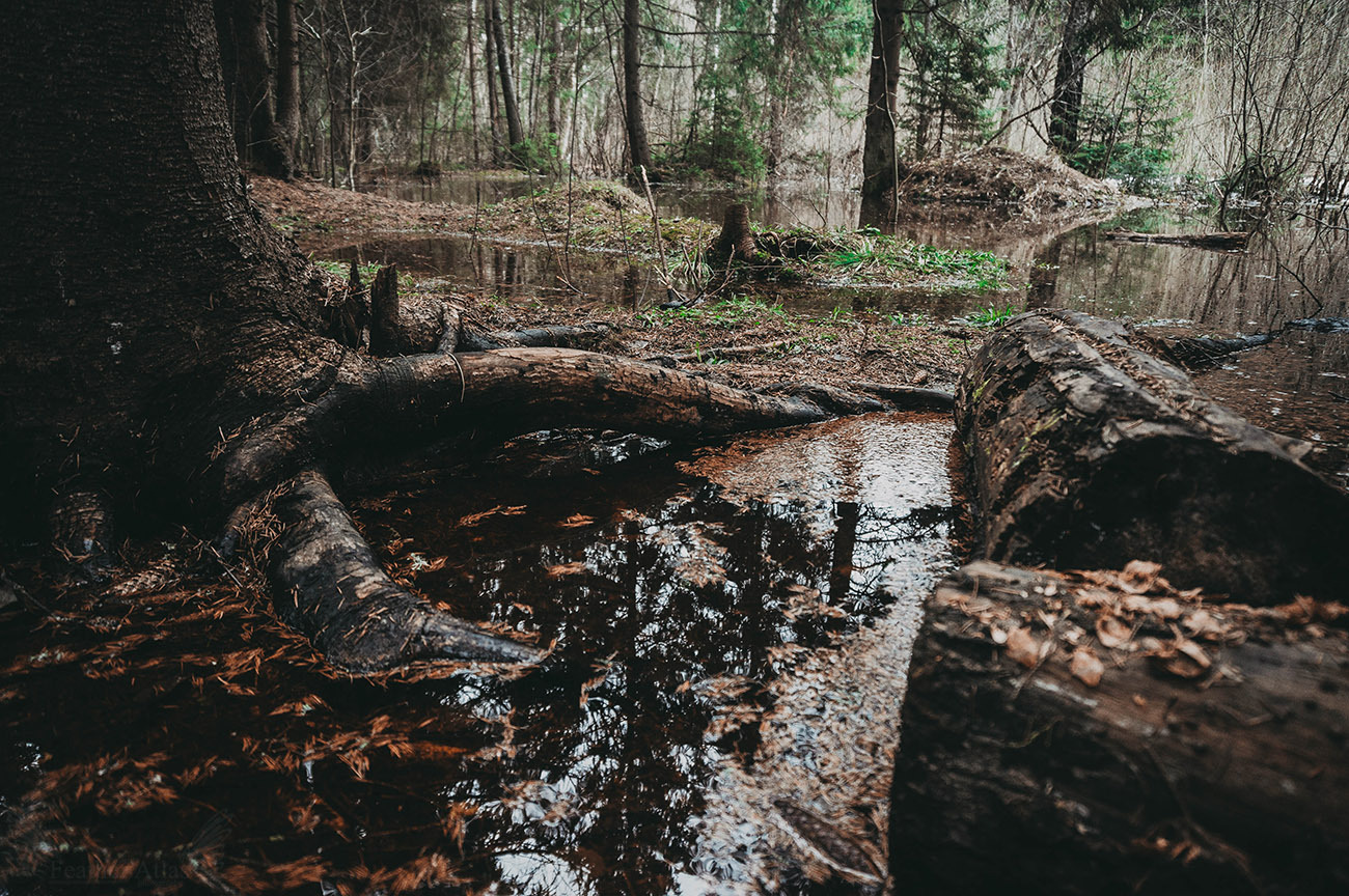 Dark april - My, The photo, Landscape, Forest, Spring, April, Dark, Longpost