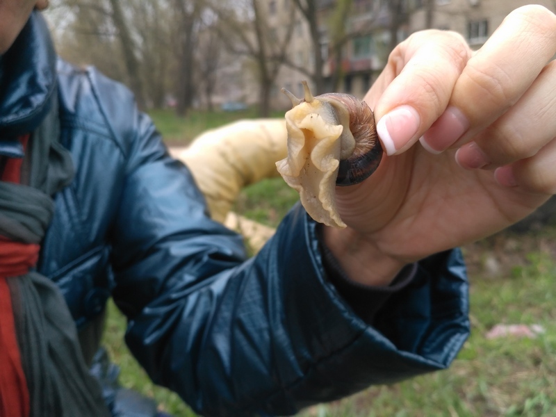 Spring get-together of slippery types - Snail, Party, 