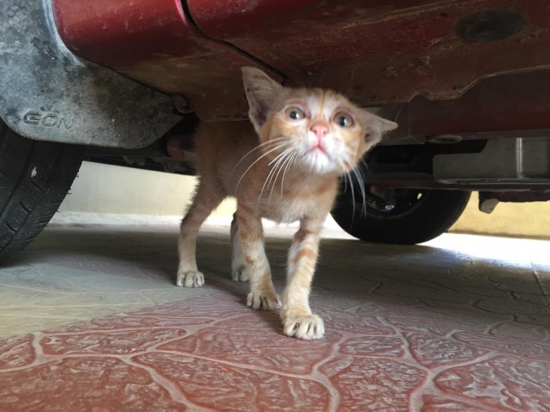 Маленький рыжий котенок был найден под автомобилем и принят в семью - Животные, Спасение, Кот, Доброта, Длиннопост