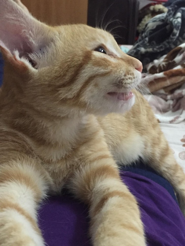 Little ginger kitten was found under a car and adopted - Animals, The rescue, cat, Kindness, Longpost