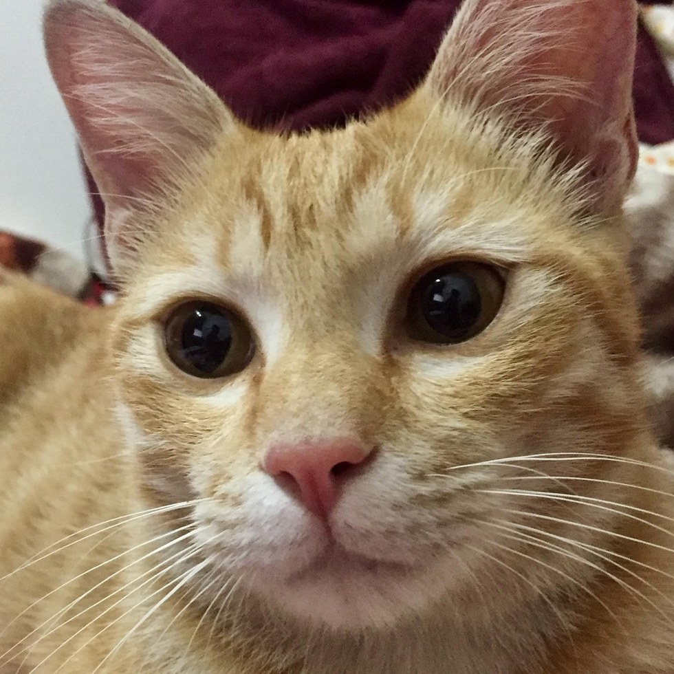 Little ginger kitten was found under a car and adopted - Animals, The rescue, cat, Kindness, Longpost