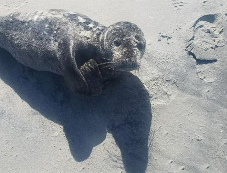 Trapped seal calf rescued on New Jersey beach PHOTO - Seal, USA, Animals