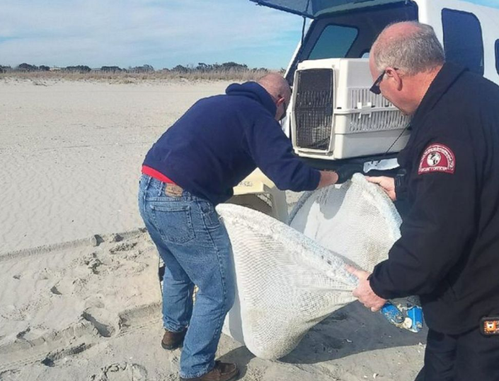 Trapped seal calf rescued on New Jersey beach PHOTO - Animals, Seal, USA
