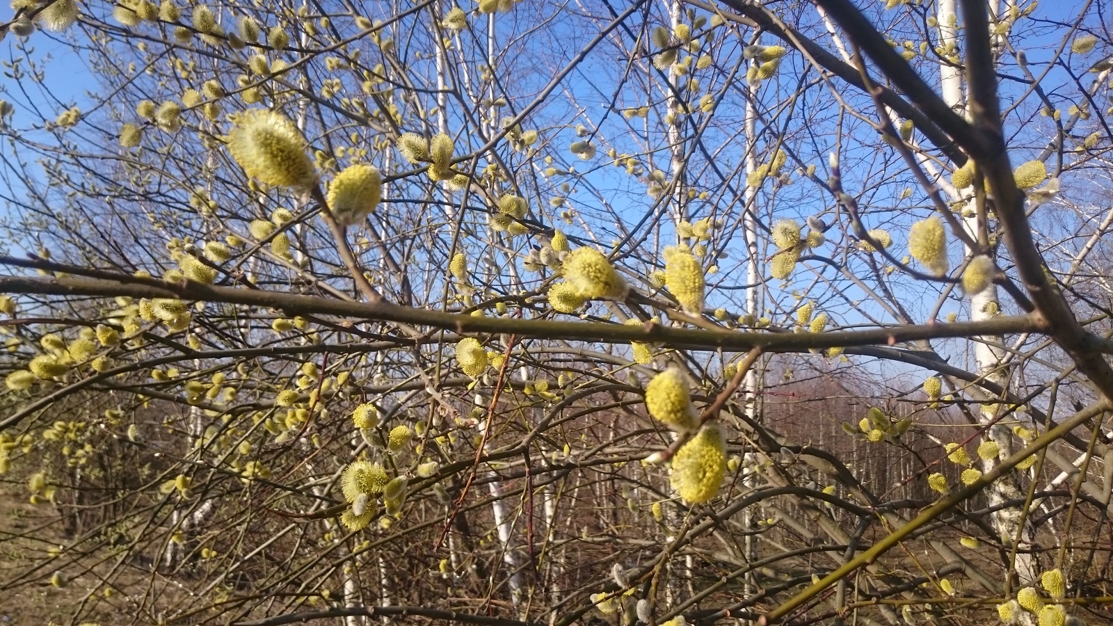 Allergy sufferers with spring! - My, Spring, Pussy willow, Bloom, Nature