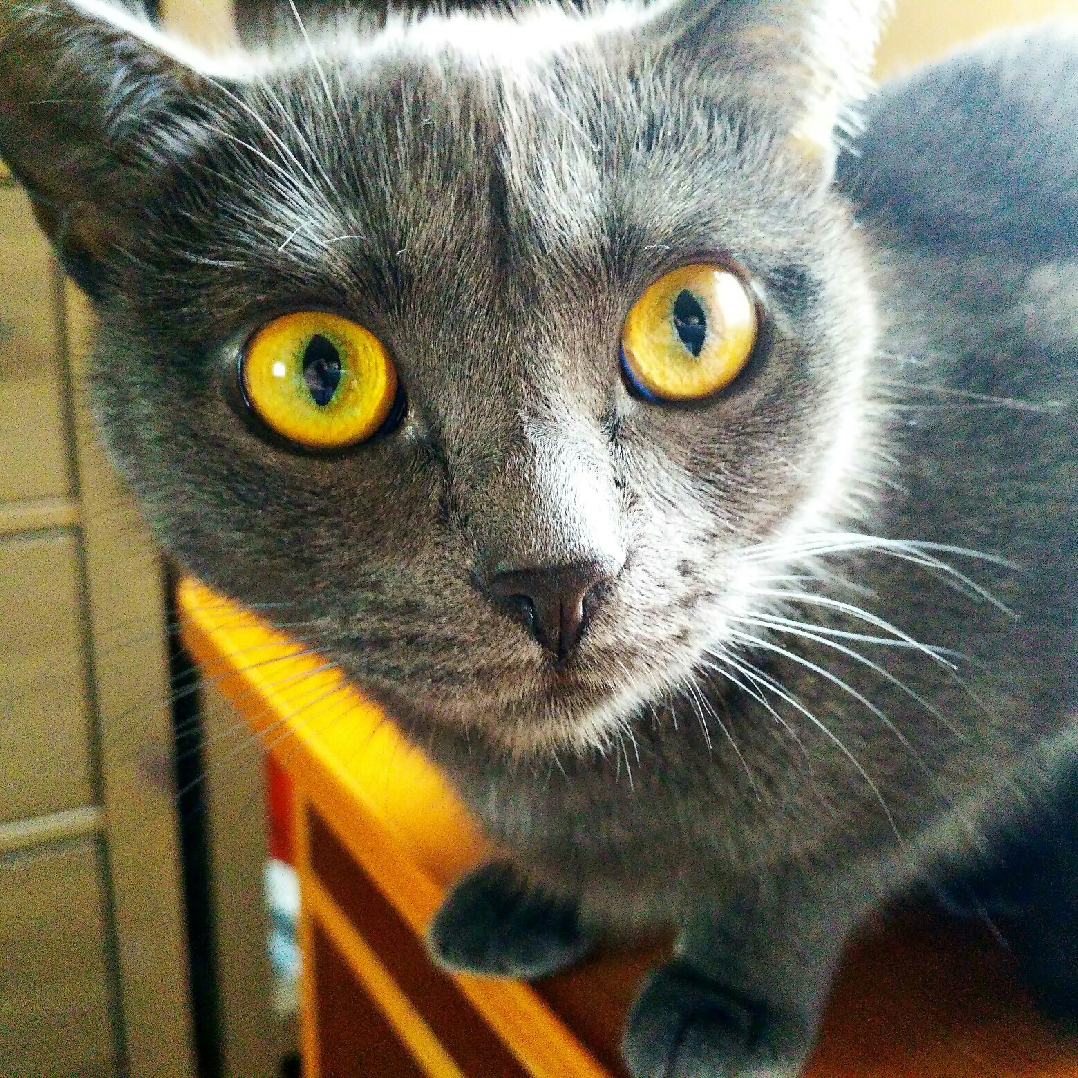Kitty Marusya :3 - My, cat, My, Eyes
