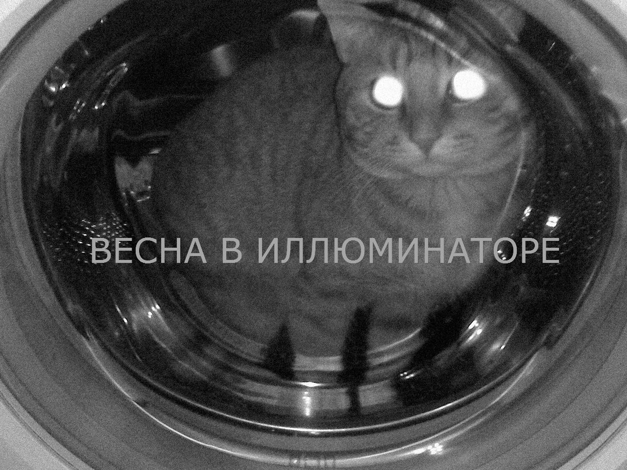 catcosmosspring - Space, cat, Holidays, Washing machine