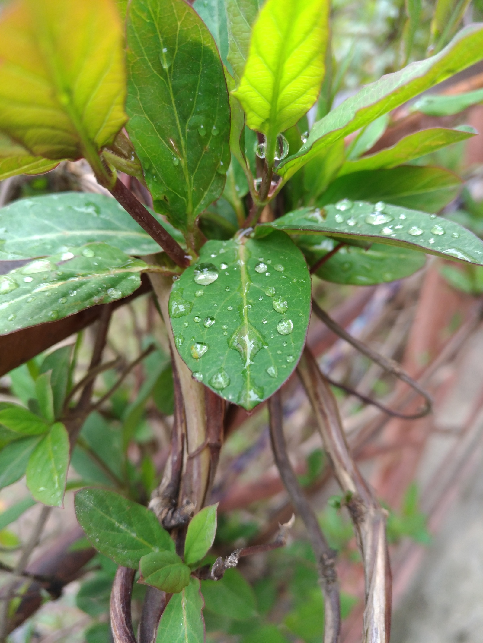 Макросъемка на Asus Zenfone 3 ze520kl | Пикабу