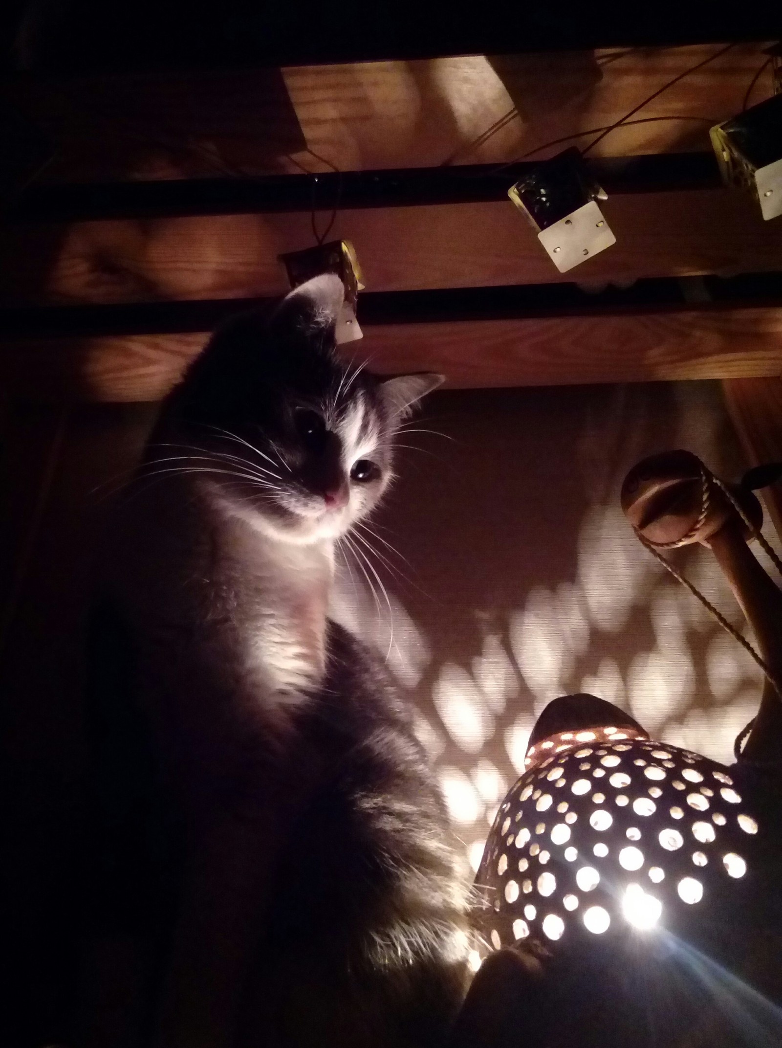 A little cat lamp - My, cat, Лампа, Shadow, Light, Longpost