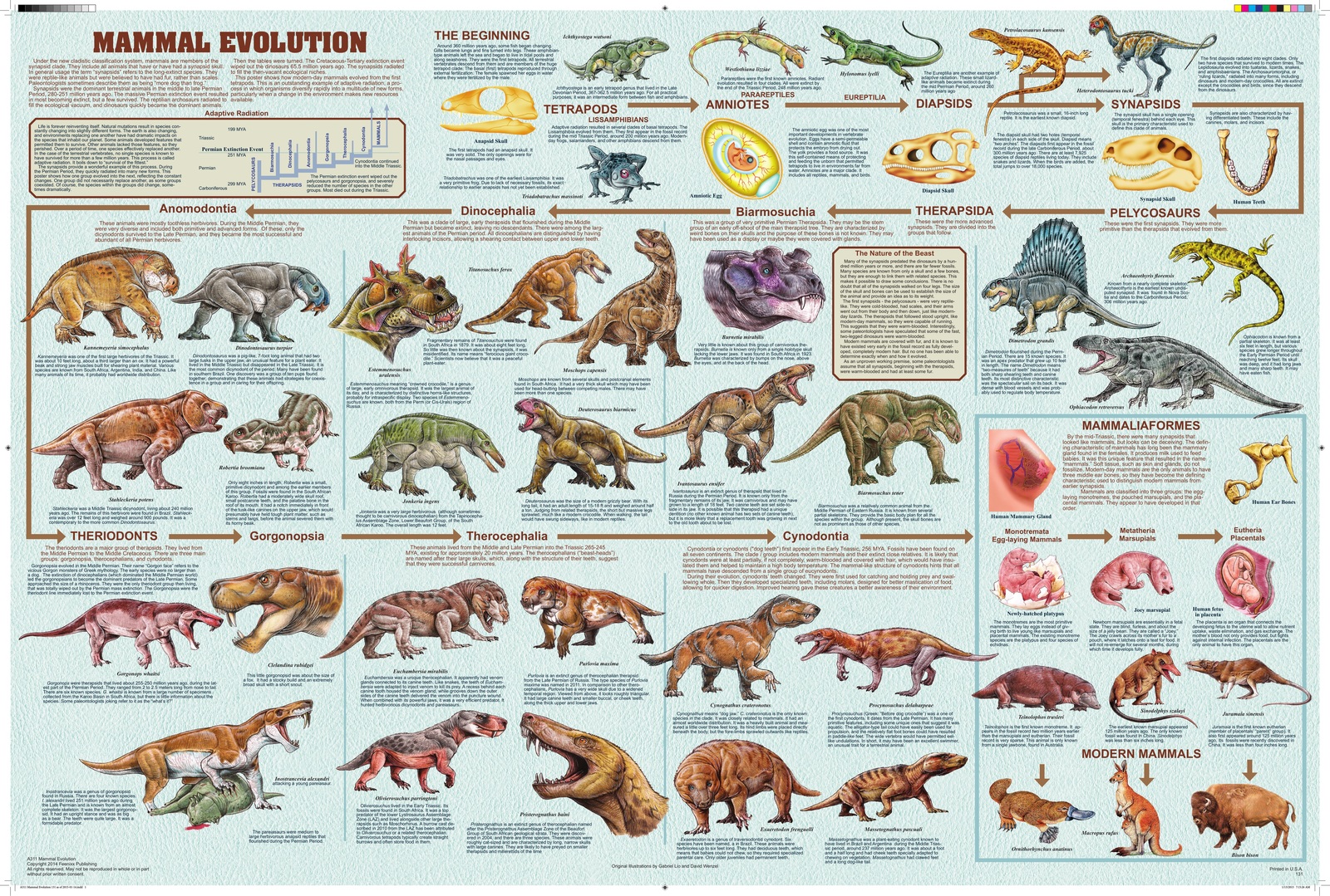 Эволюция отрядов млекопитающих