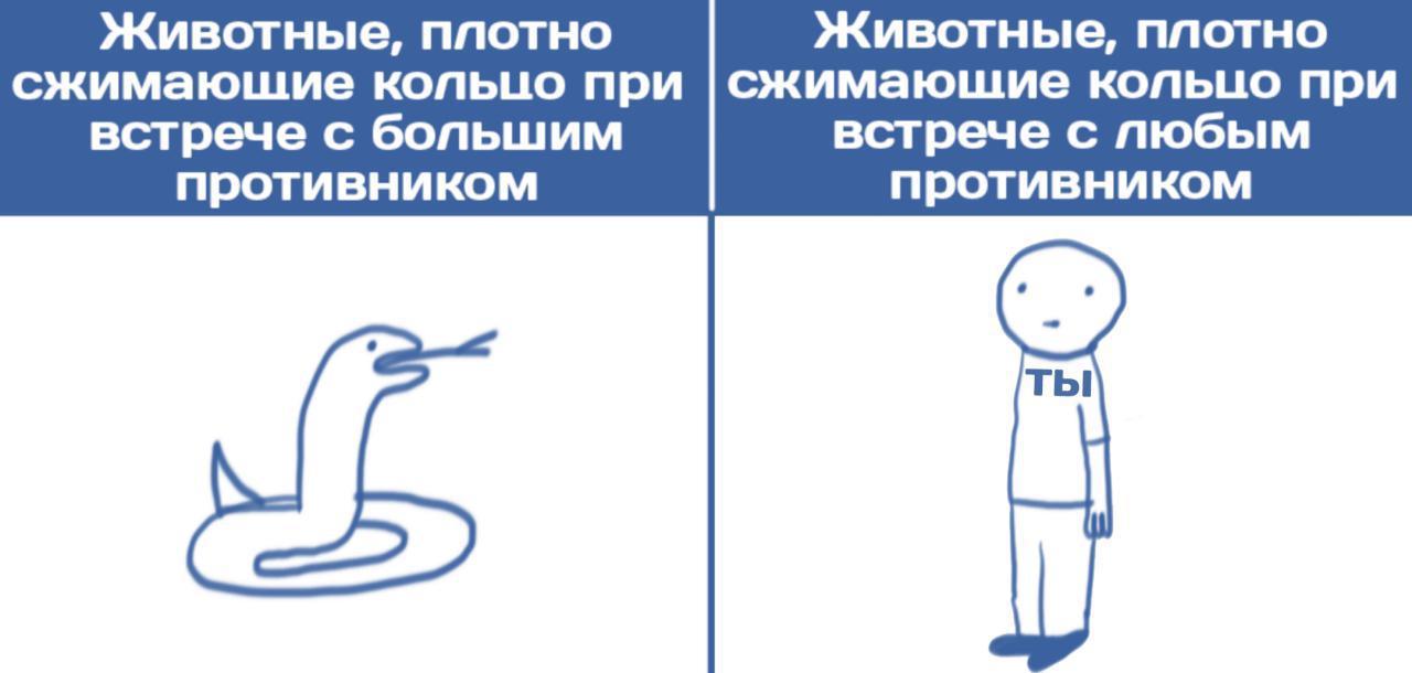 Новость №123: Плотно сжатые кольца позволили змеям побеждать более крупных противников - Моё, Образовач, Наука, Юмор, Змея