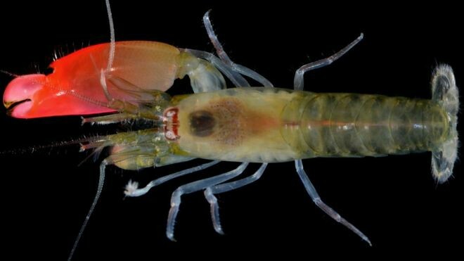 New crustacean species named after Pink Floyd because of its large pink claw - Crustaceans, 