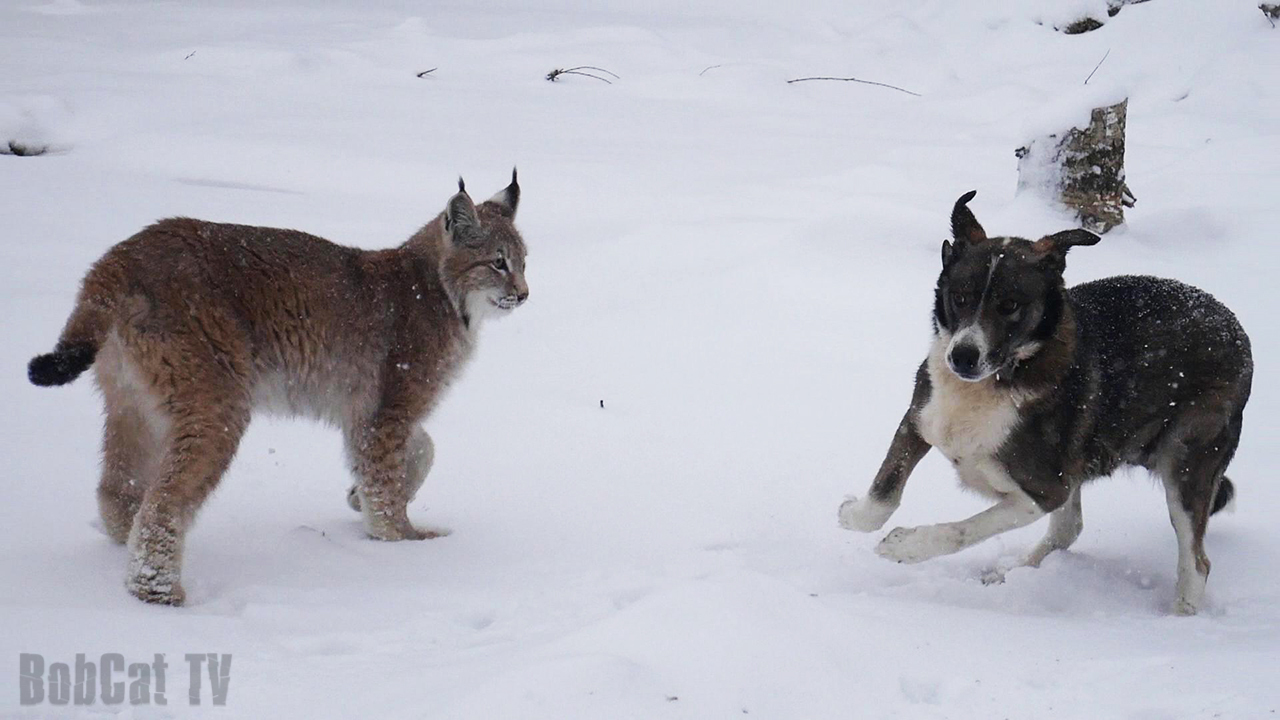 April walk with a trot near St. Petersburg - My, April, Spring, Snow, Lynx, Dog, Katyavaleeva