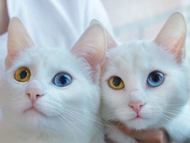 white charms - cat, Heterochromia, Longpost