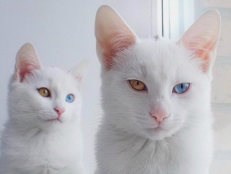 white charms - cat, Heterochromia, Longpost