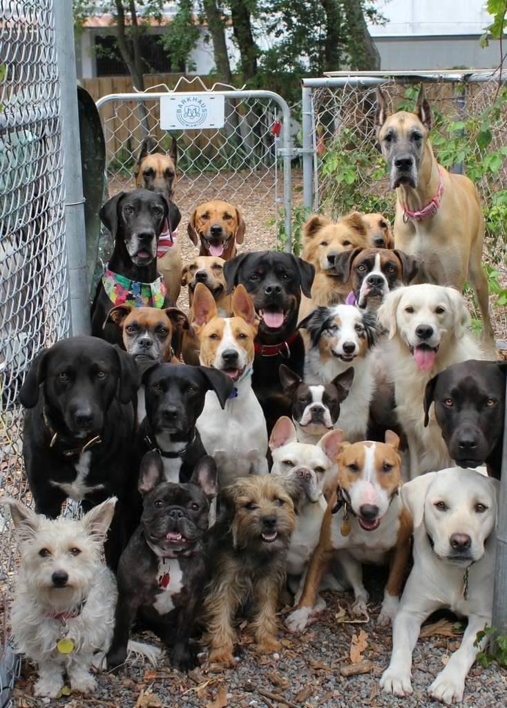 Good Boys Kindergarten - Upbringing, The photo, Dog, Team