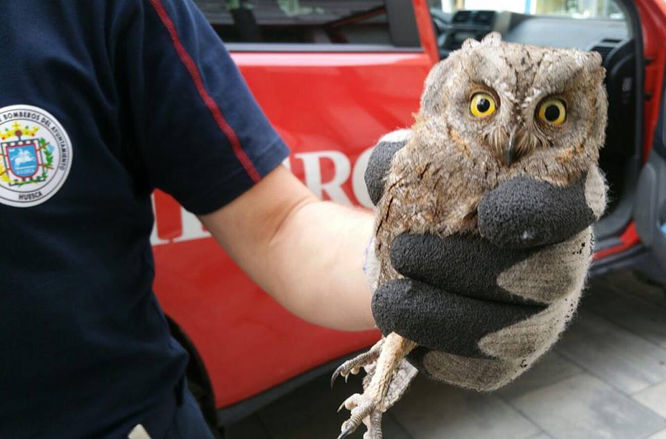 Everyday life of firefighters in a small Spanish town - My, Firefighters, Spain, The rescue, Owl, Otter, Bees, A life, Longpost