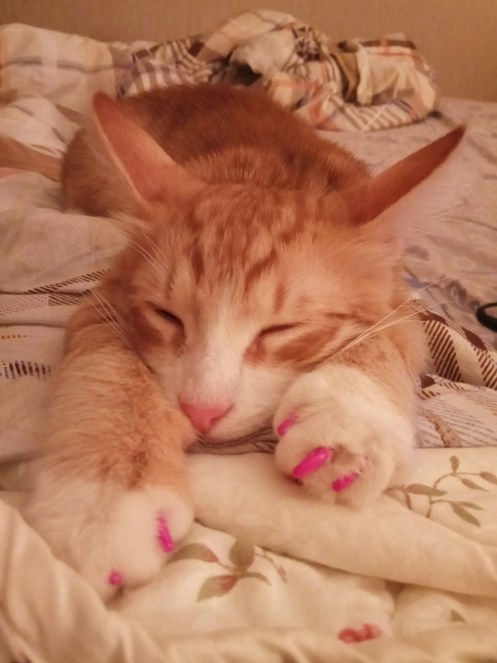 Glamor Cat Bonus - My, Paws, Glamor kitty, cat