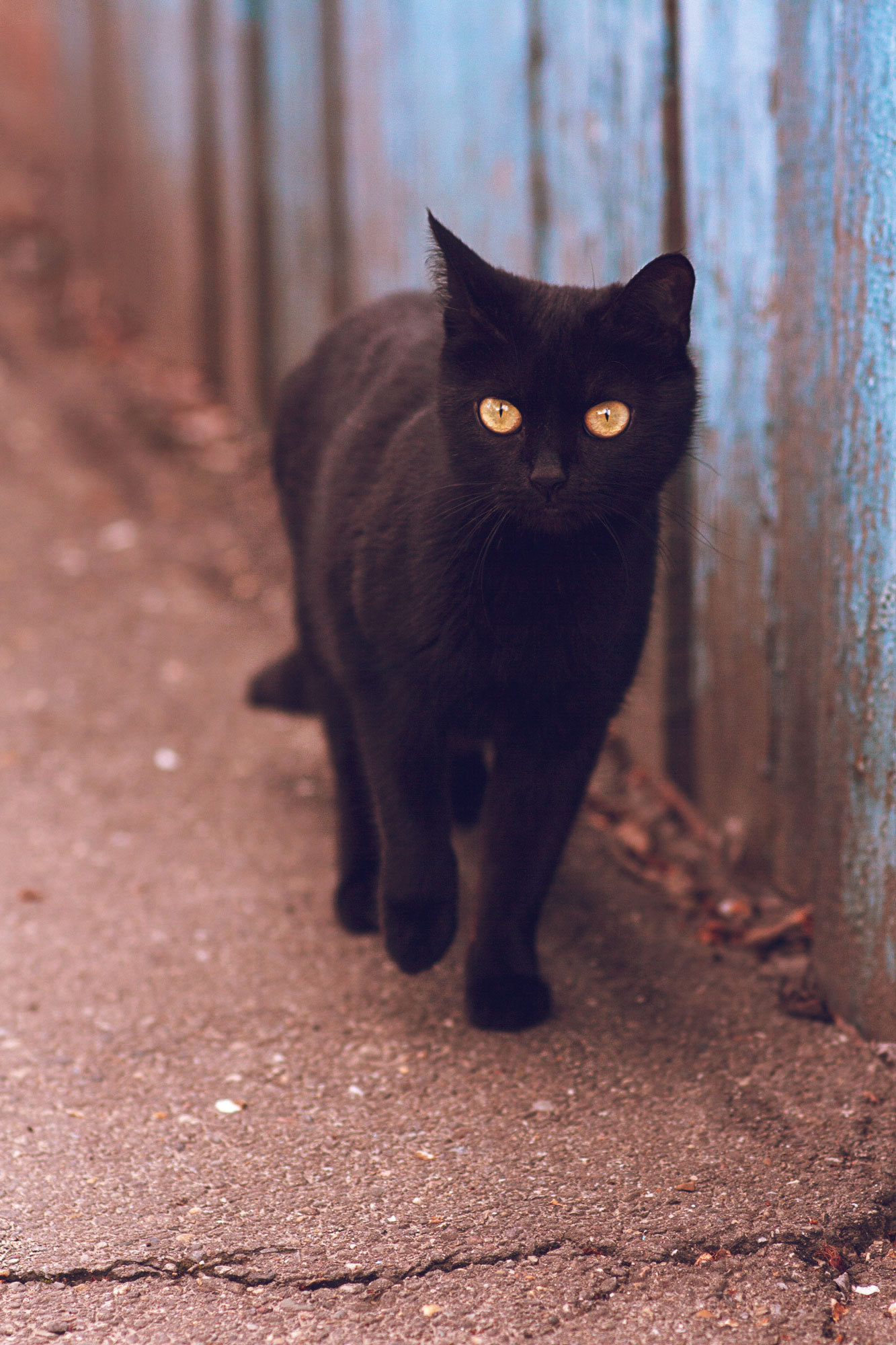 goofy cat - My, My, The photo, cat, Canon 1000d, Samyang