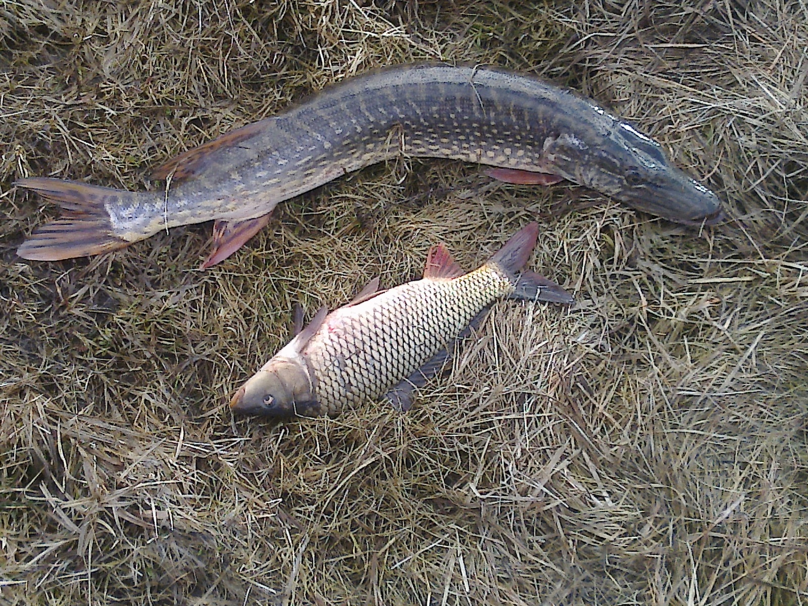 Today's catch - My, Carp, Pike