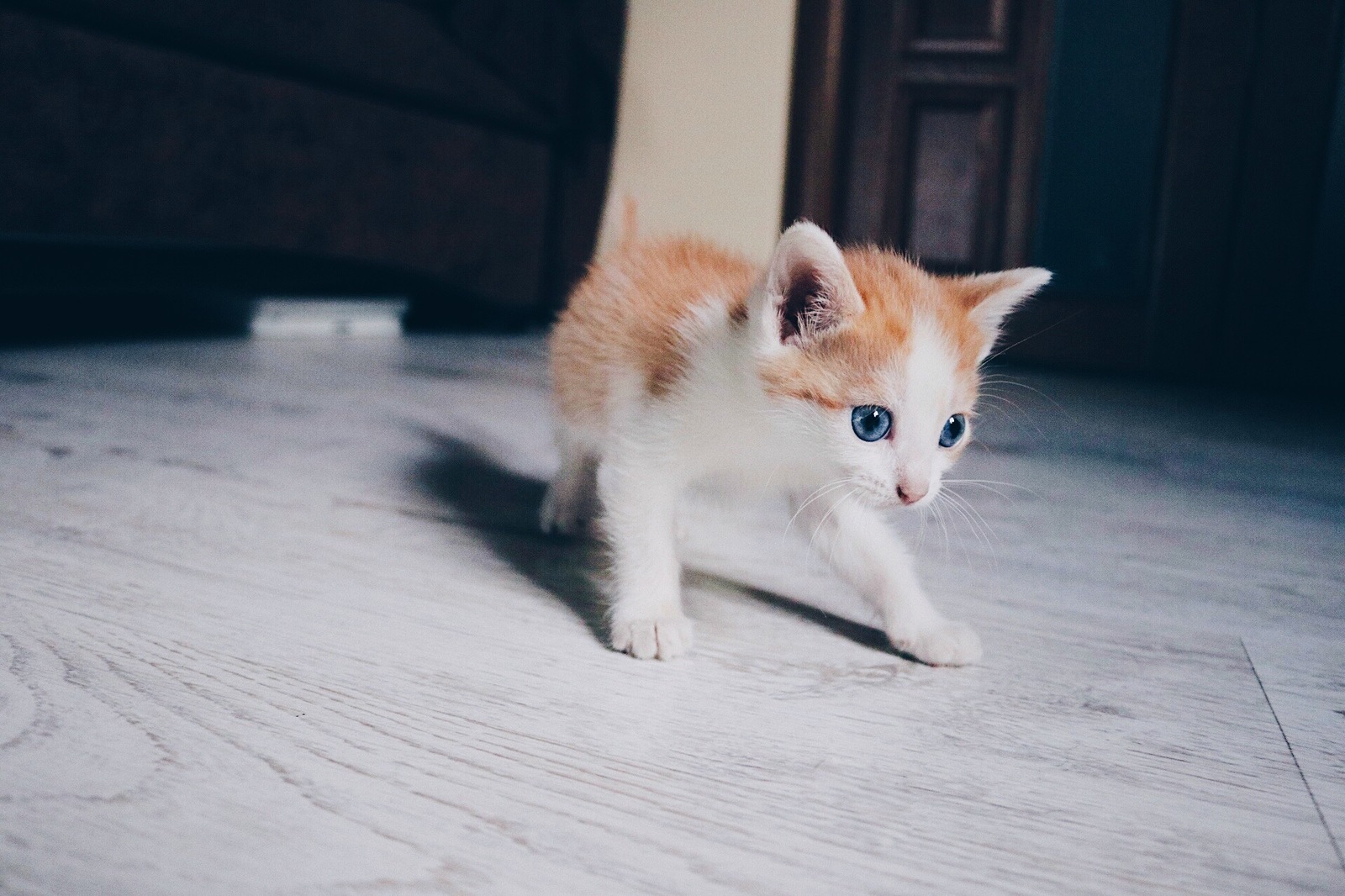 Отдам в добрые руки замечательного котенка! - Моё, Отдам, Отдамвхорошиерруки, В добрые руки, Кот, Бесплатно, Длиннопост