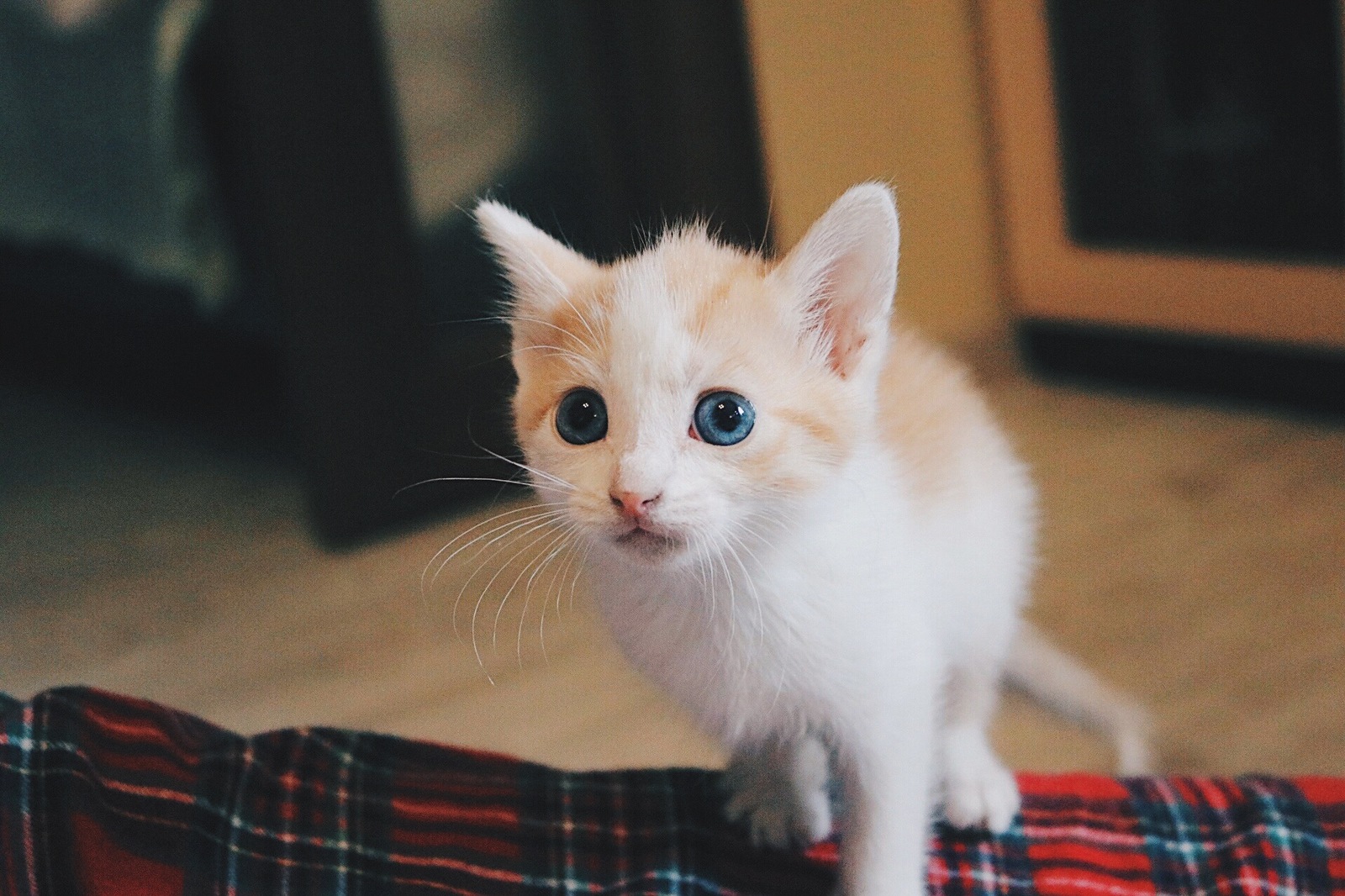 Отдам в добрые руки замечательного котенка! - Моё, Отдам, Отдамвхорошиерруки, В добрые руки, Кот, Бесплатно, Длиннопост