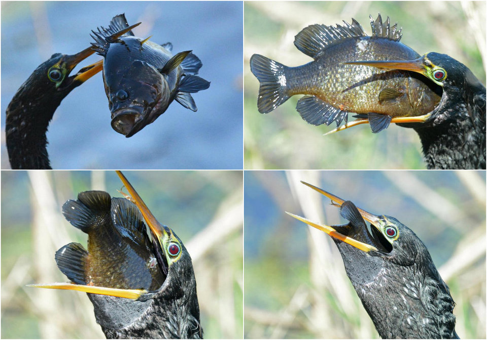 Животные Птицы Рыбы Фото