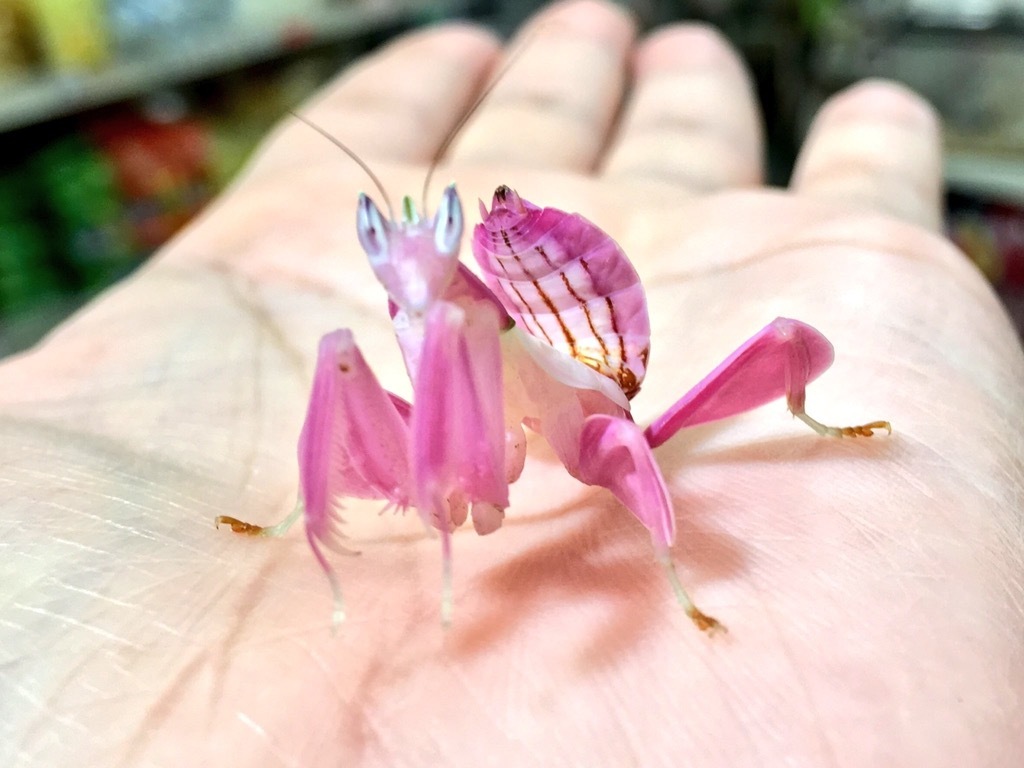 When you're a female praying mantis and you want to bite off more heads - Mantis, Orchid mantis, Hand