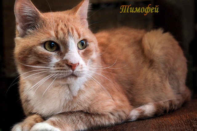 About the natural disaster in Stepyanka - My, cat, In good hands, Help, Animals, Helping animals, Minsk, Kindness, Longpost