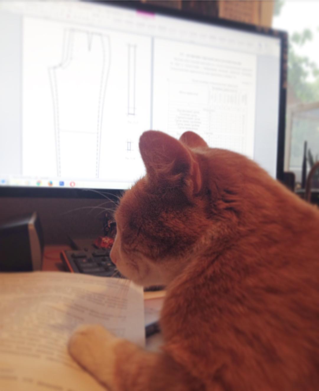 My feline assistant and how Benjamin controlled the process of writing a diploma - My, cat, Milota, friendship, , Diploma, Longpost