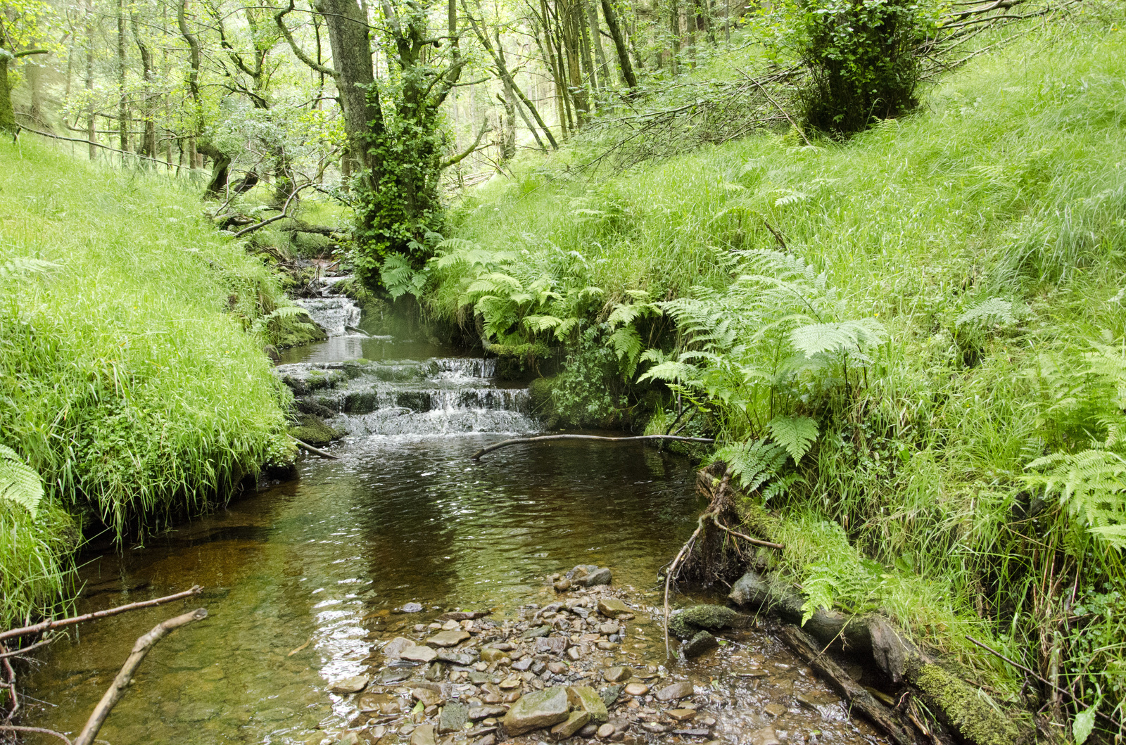 Trekking in the Peak District, UK - My, Hike, Great Britain, Western, Yorkshire, Nature, Forest, Lake, Tourism, Longpost