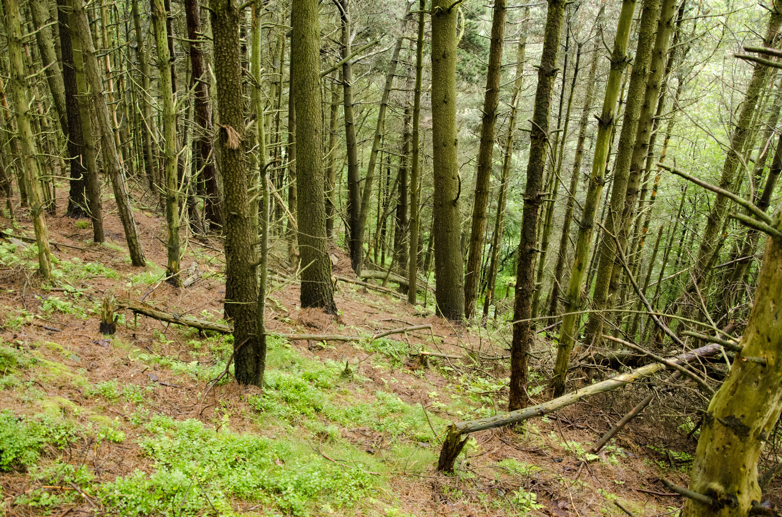 Trekking in the Peak District, UK - My, Hike, Great Britain, Western, Yorkshire, Nature, Forest, Lake, Tourism, Longpost