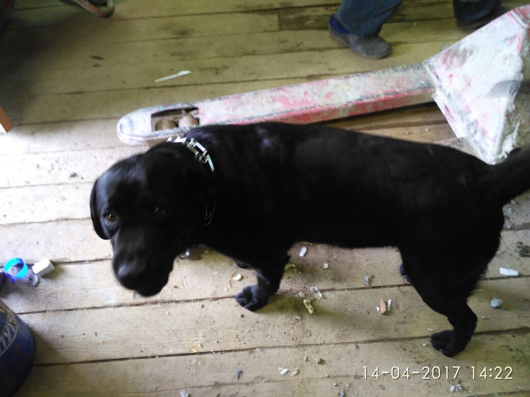 A dog was found, Putilkovo district, in a collar, a boy, less than a year old, knows many commands, very friendly. - My, Dog, Found a dog, , Master, Children