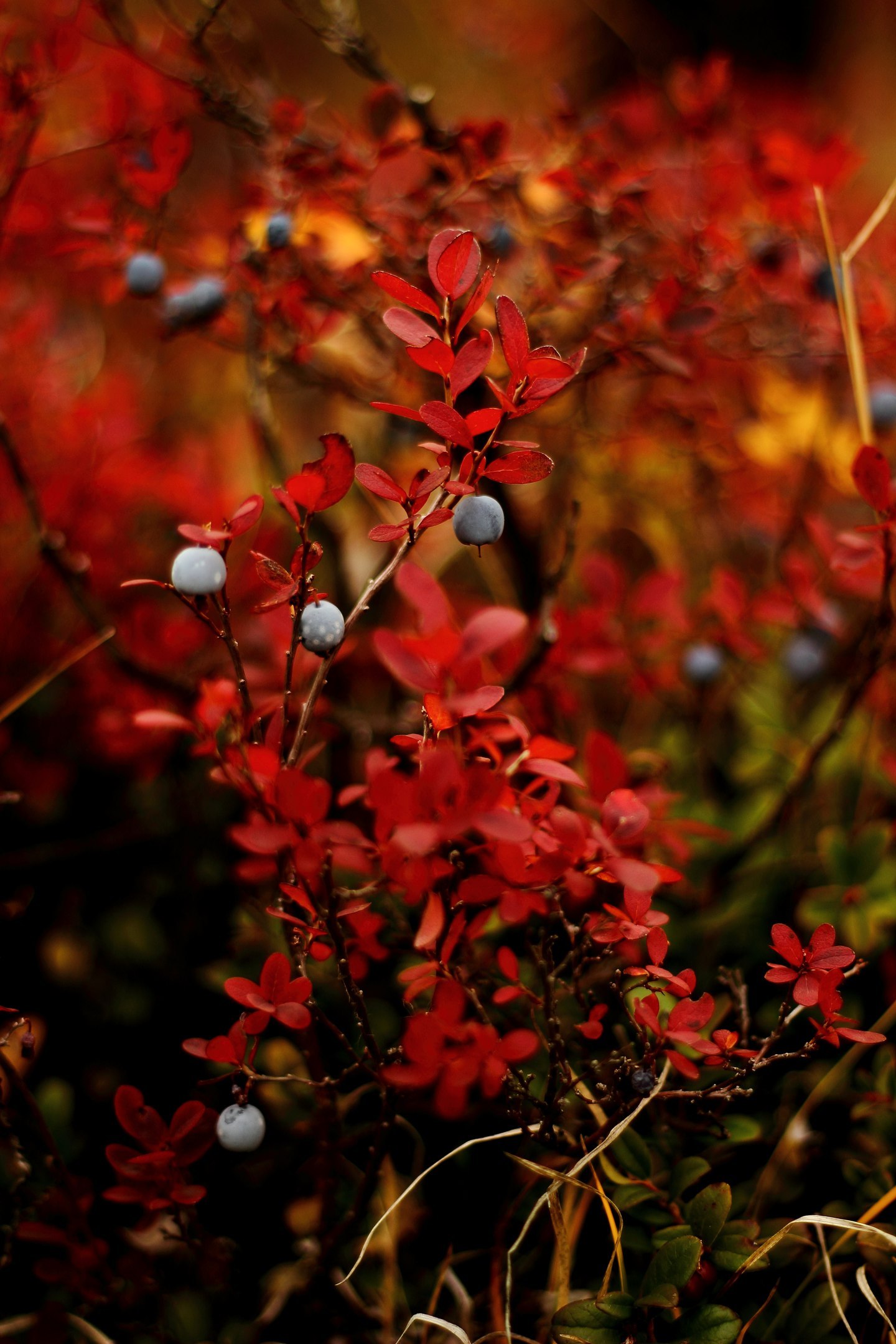 Autumn in Siberia - The photo, Nature, Tyva Republic, Longpost